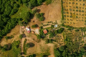 Stone farmhouse with olive grove in the Tuscan Maremma